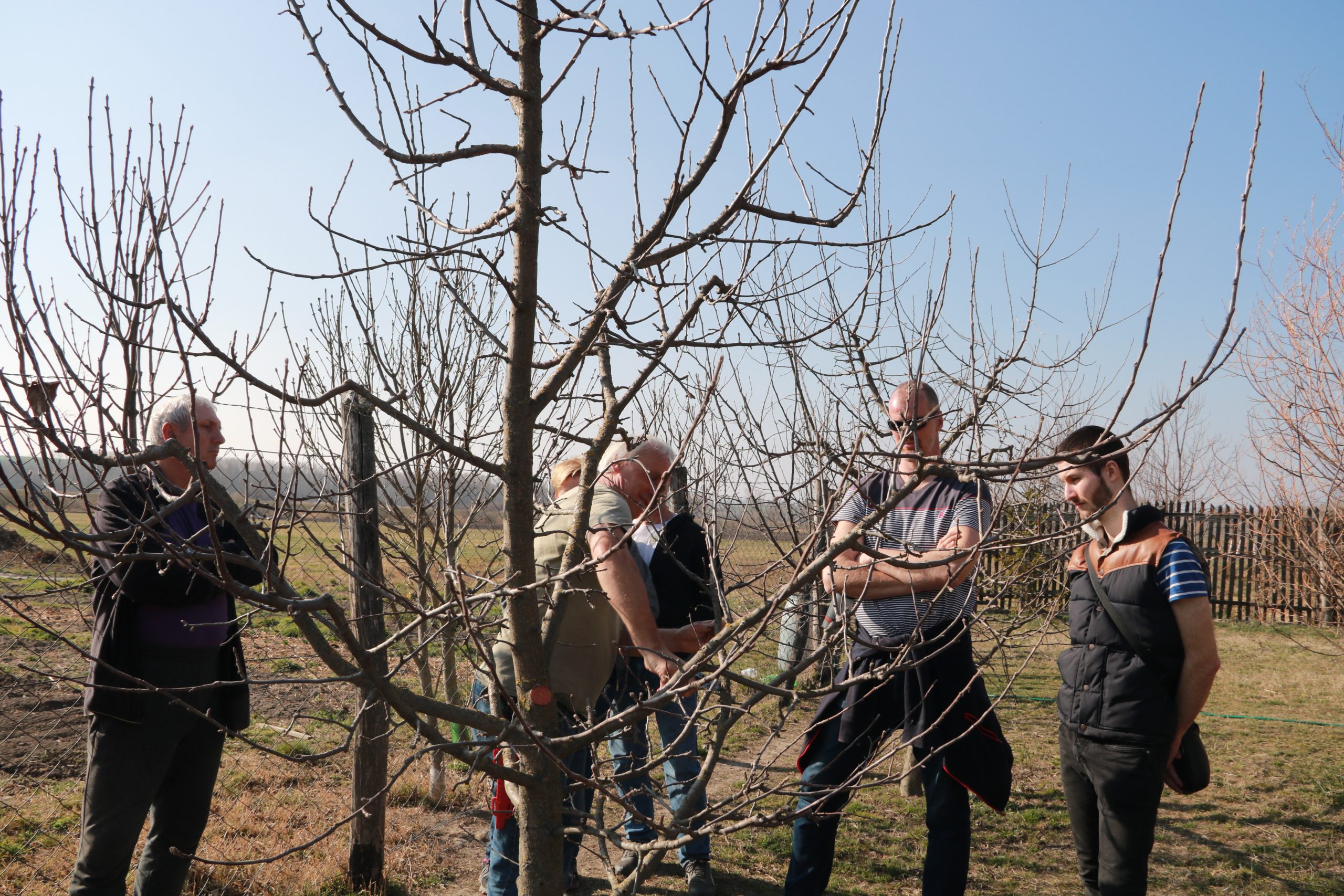 Zaja Péter: Gyümölcsfa metszés a gyakorlatban
