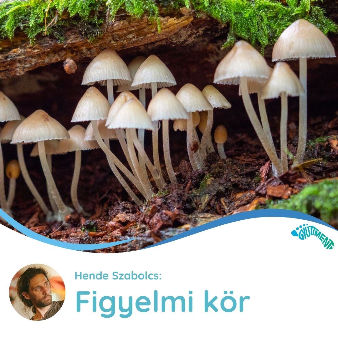 Hende Szabolcs: Figyelmi kör - műhely