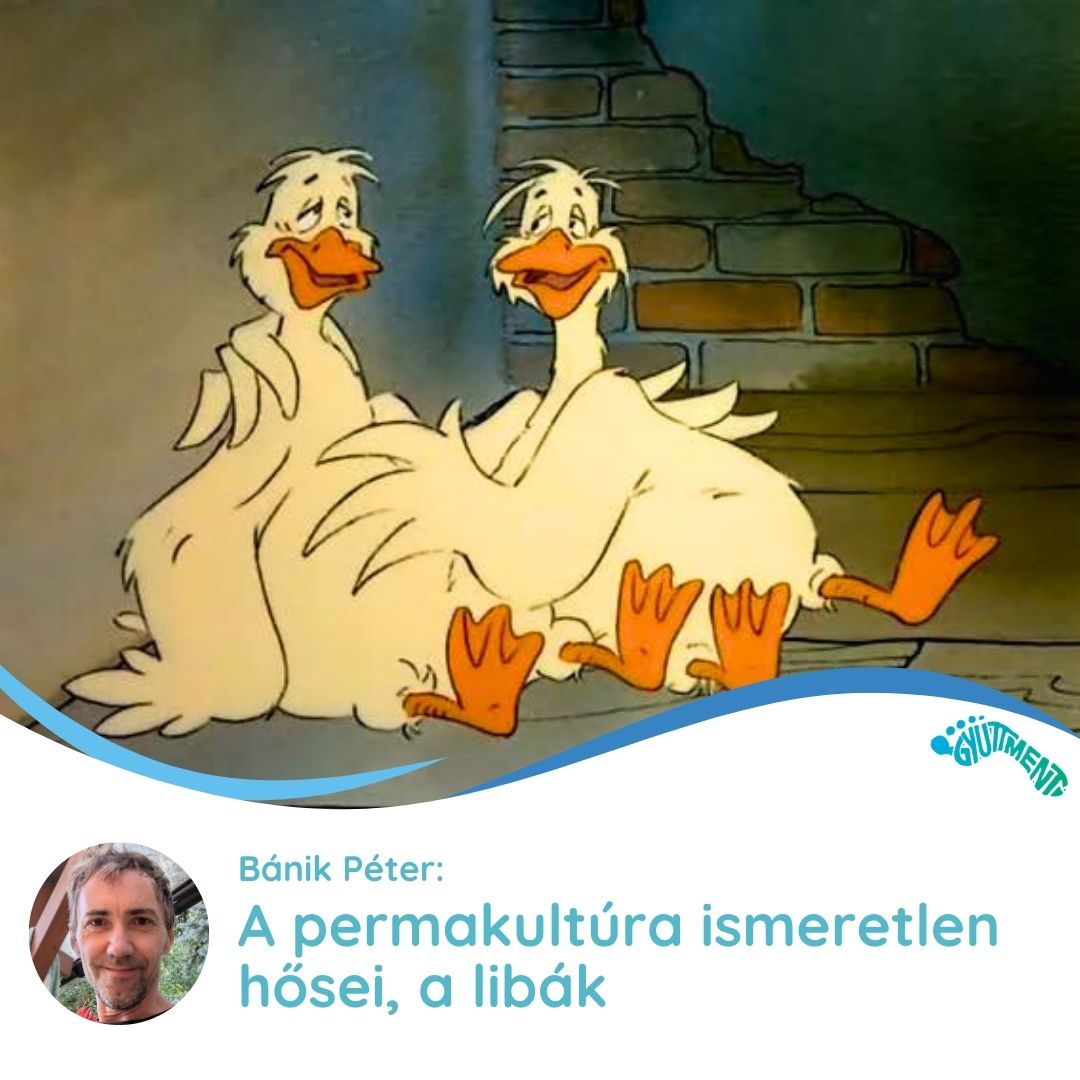Bánik Péter: A permakultúra ismeretlen hősei, a libák