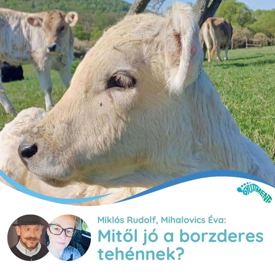 Miklós Rudolf, Mihalovics Éva: Mitől jó a borzderes tehénnek? A tartás körülményeiről