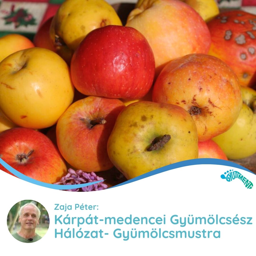 Zaja Péter: Kárpát-medencei Gyümölcsész Hálózat - Gyümölcsmustra