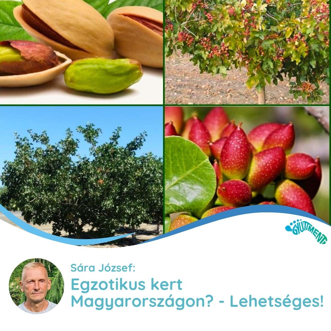 Sára József: Egzotikus kert Magyarországon? - Lehetséges!