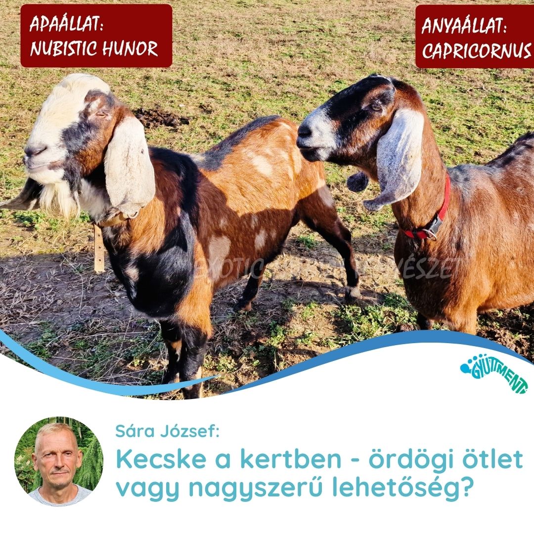 Sára József: Kecske a kertben - ördögi ötlet vagy nagyszerű lehetőség?