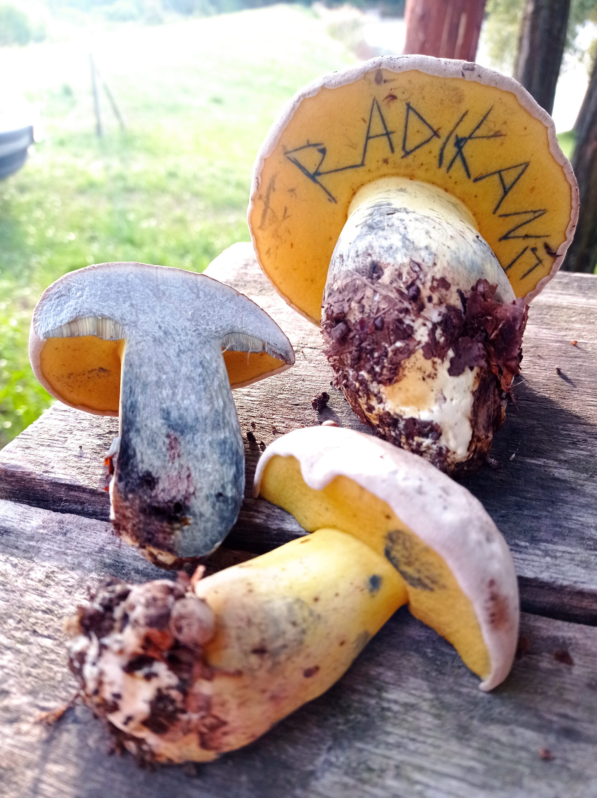 Esztó Bernát  - Fenntartható gazdaságok és gombatermesztés a klímaváltozás korában tudásmegosztó gombatúra